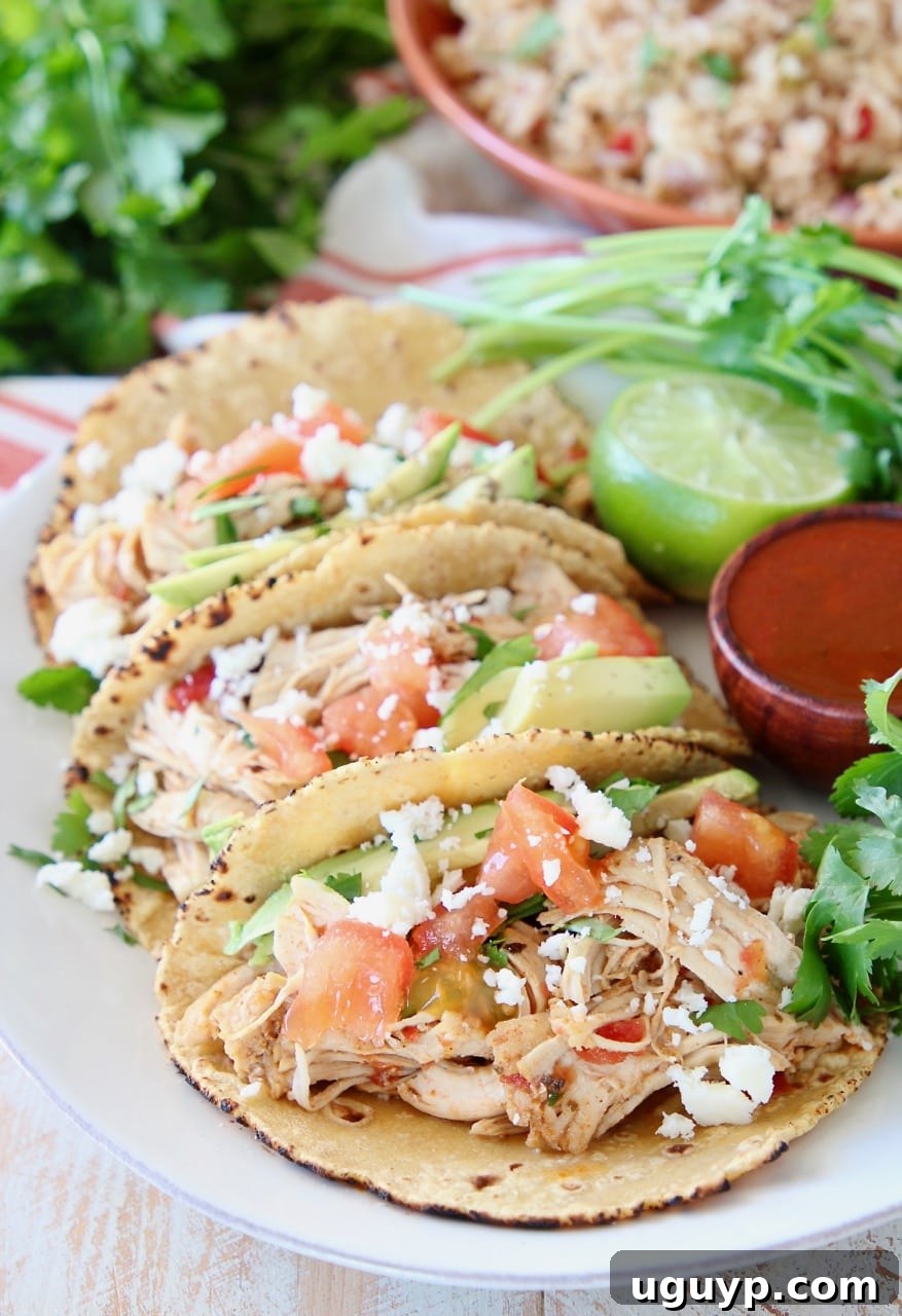Shredded chicken tacos on corn tortillas with hot sauce and cilantro, ready to be served as a quick dinner