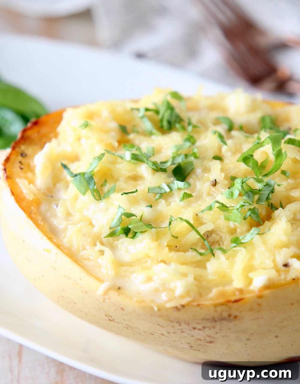 Half of a roasted spaghetti squash tossed in cheese sauce on white plate with fresh basil garnish