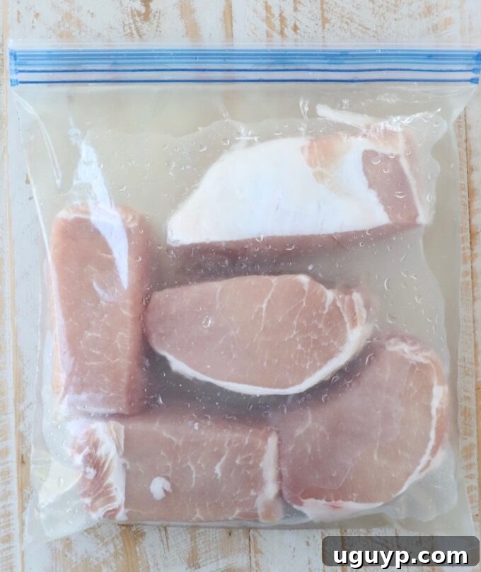 Thick pork chops immersed in a salt brine within a large zipper bag, ready for refrigeration.