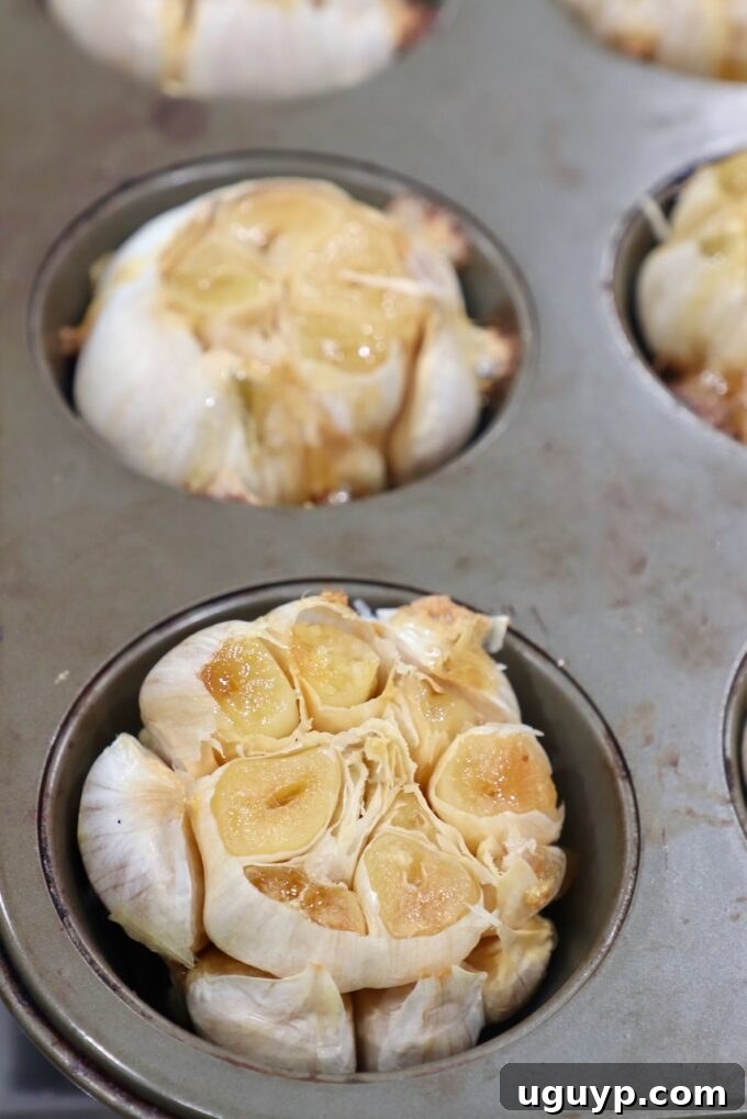 Several roasted garlic bulbs resting in a muffin tin, golden and soft.