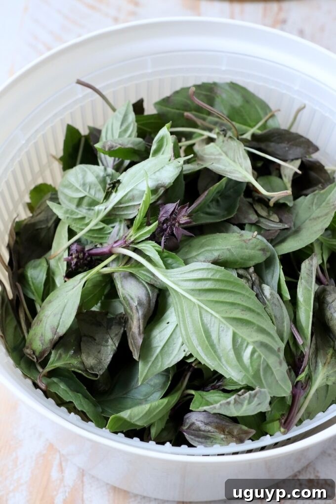 thai basil leaves in salad spinner