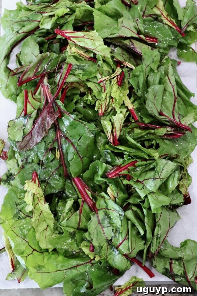 Cleaned beet greens spread out on paper towels to dry after washing.