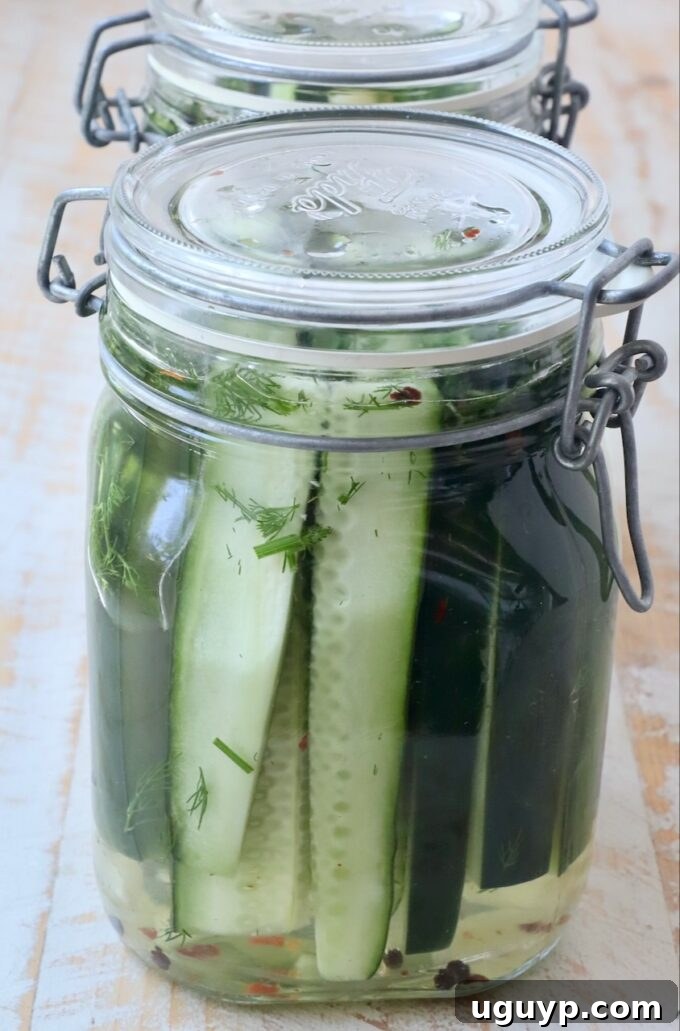A trio of glass jars filled with homemade dill pickles, showcasing their inviting appearance before refrigeration.