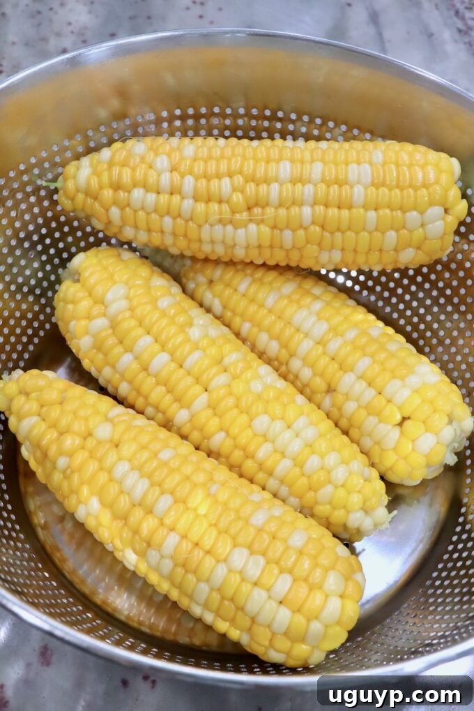 Cooked corn on the cob being drained in a colander.