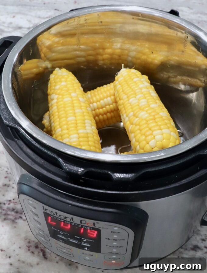 Cooked ears of corn removed from an Instant Pot, looking perfectly steamed.