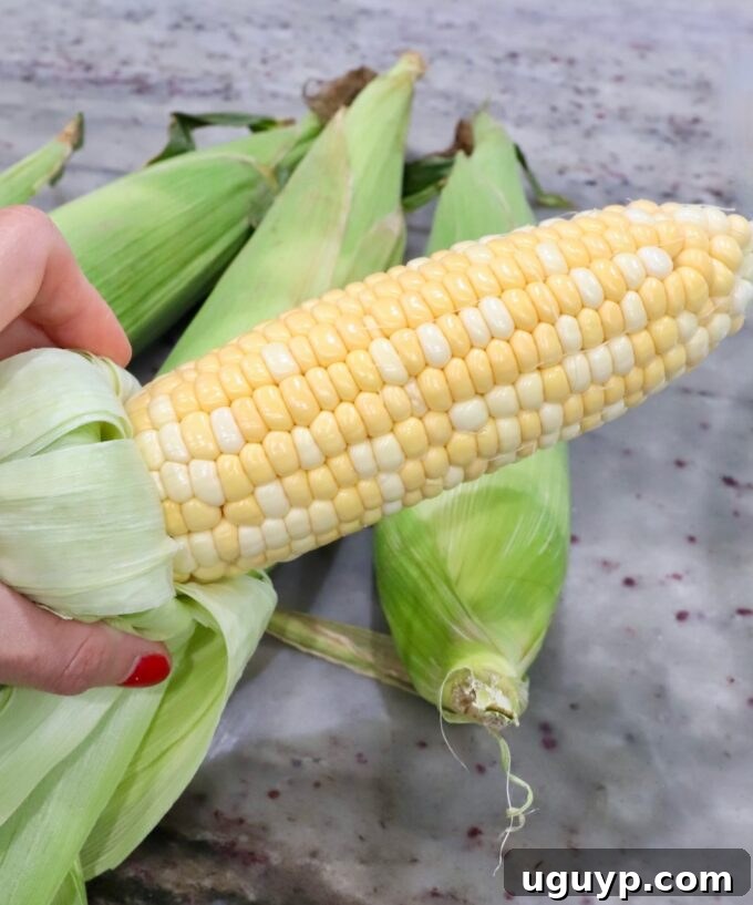 Shucked corn on the cob with husks pulled back, ready for silk removal.