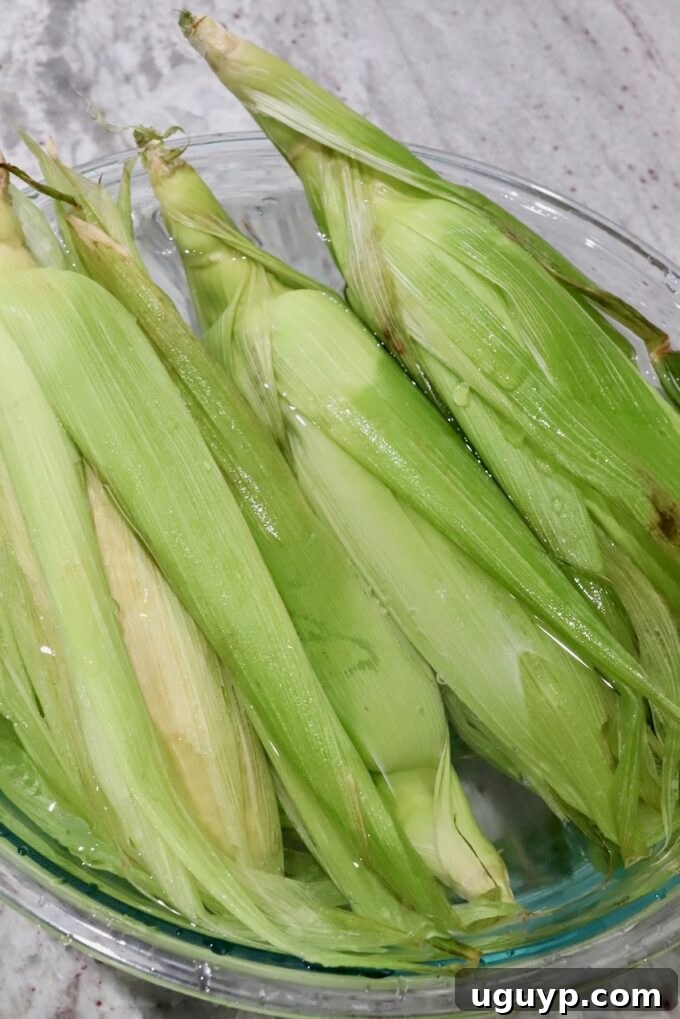 Corn on the cob, still in husks, soaking in a bowl of cold water.