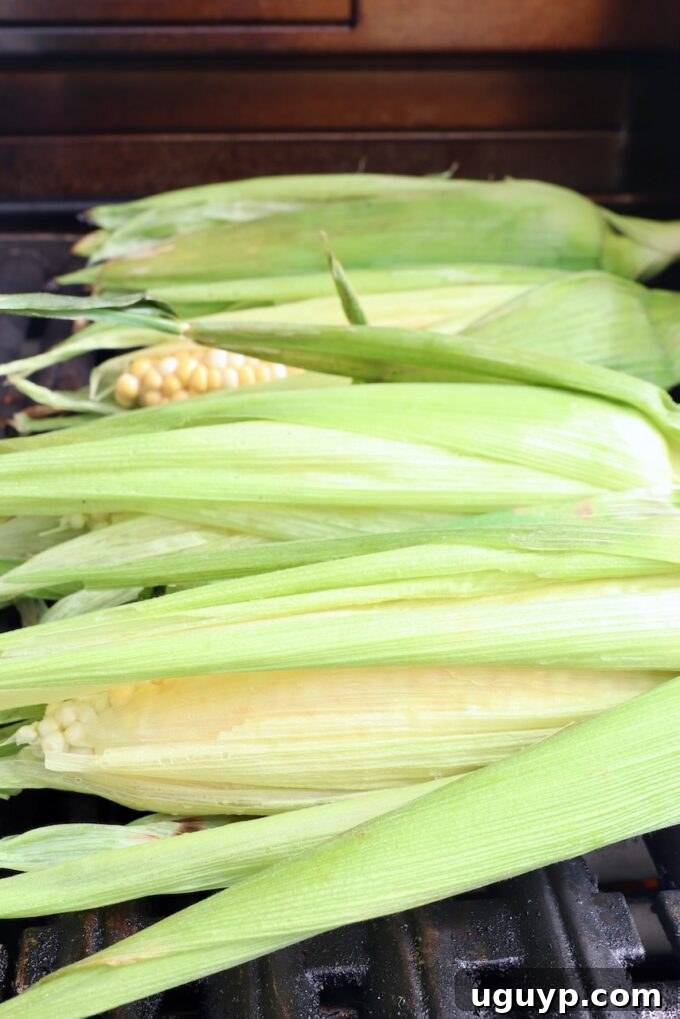 Corn on the cob with husks intact grilling on an outdoor grill.